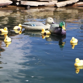 Oase Pond Figures Duck - pływająca ozdoba