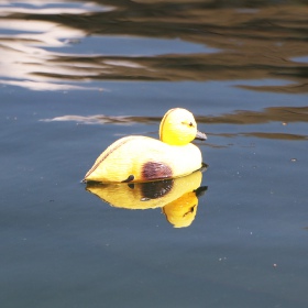 Oase Pond Figures Duck - pływająca ozdoba