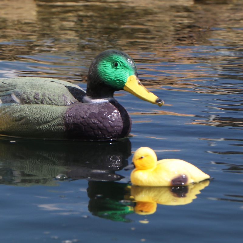 Oase Pond Figures Duck - pływająca ozdoba