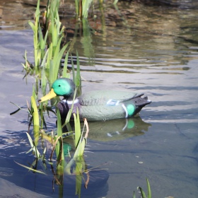 Oase Pond Figures Duck Drake - pływająca ozdoba