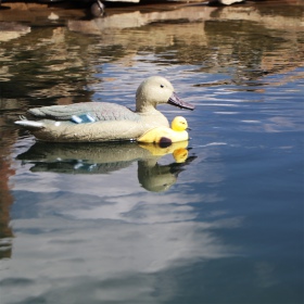 Oase Pond Figures Duck Female - pływająca ozdoba