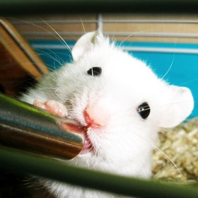 Classic Drinking Bottle - Non-Drip Water Bottle for Rodents