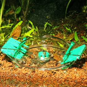 JBL LimCollect Slakkenval in Aquarium