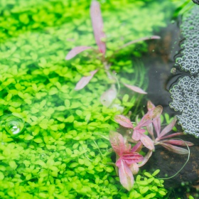 Hygrophila 'Tiger' w małym kubku