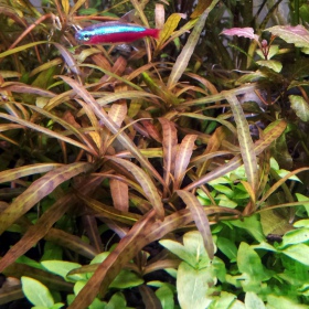 Hygrophila 'Tiger' akváriumi növény