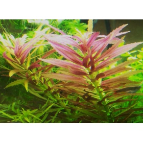 Limnophila Hippuroides invitro plante