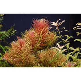 Limnophila Hippuroides - Fast-Growing Plant