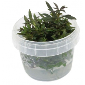 Eco Plant Limnophila Hippuroides in Invitro beker