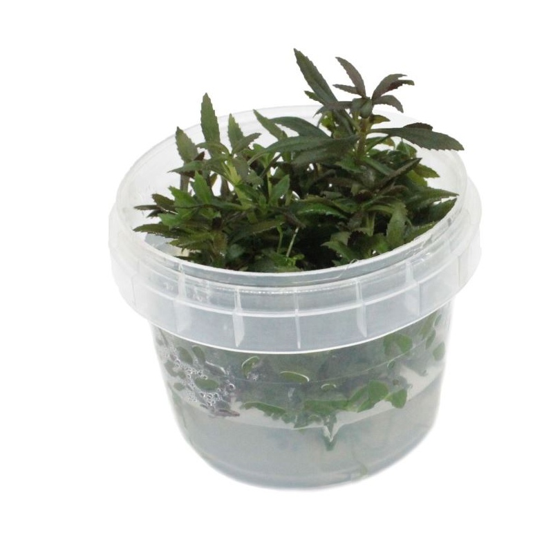 Eco Plant Limnophila Hippuroides in Invitro beker