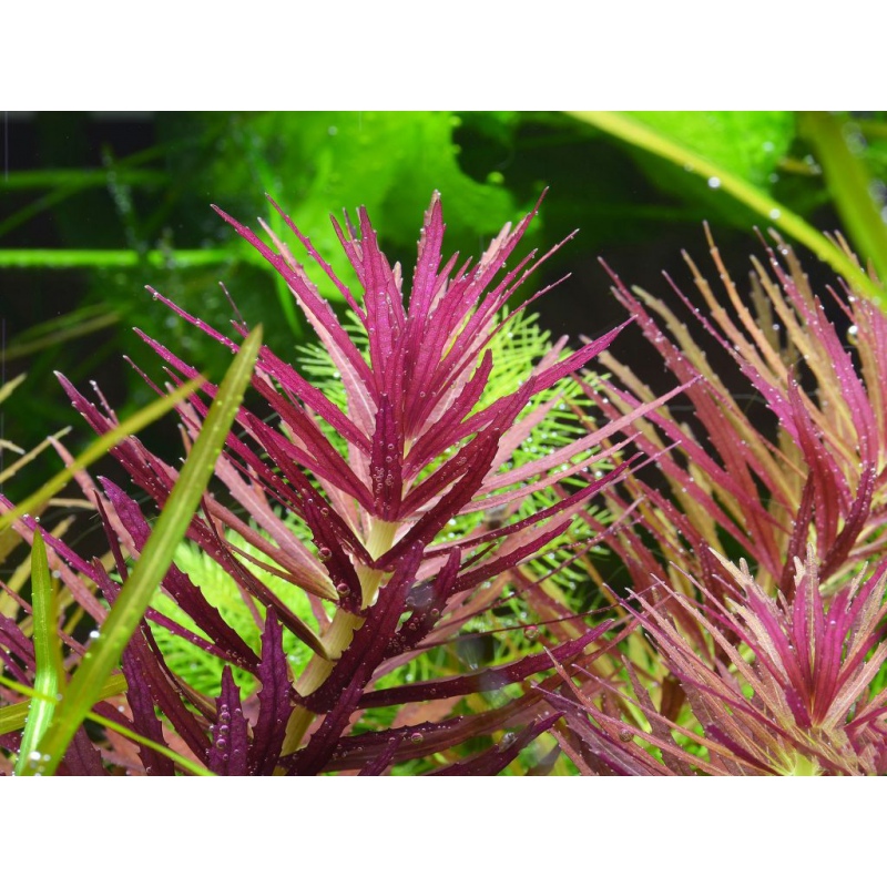 Eco Plant Limnophila Hippuroides in Invitro beker