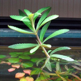 Limnophila Hippuroides v malém kelímku