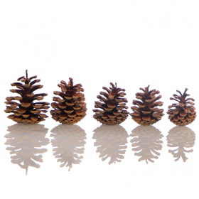 Tropical Forest - Black Cones 5 pcs.