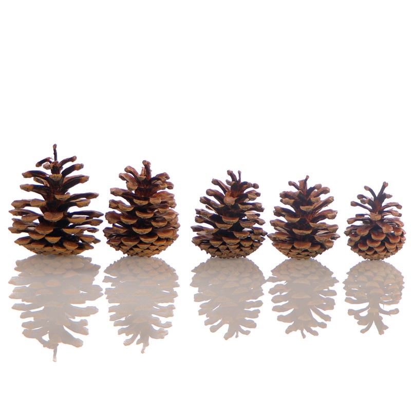 Tropical Forest - Black Pine Cone Mix 5 - szyszki sosny czarnej 5 sztuk