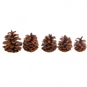 Tropical Forest - Black Pine Cone Mix 5 - szyszki sosny czarnej 5 sztuk