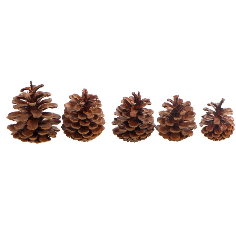 Tropical Forest - Black Pine Cone Mix 5 - szyszki sosny czarnej 5 sztuk