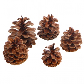 Tropical Forest - Black Pine Cone Mix 5 - szyszki sosny czarnej 5 sztuk