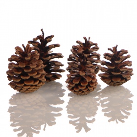 Tropical Forest - Black Pine Cone Mix 5 - szyszki sosny czarnej 5 sztuk