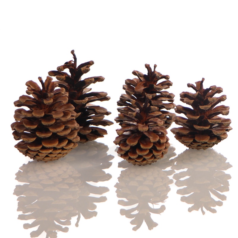 Tropical Forest - Black Cones 5 pcs.