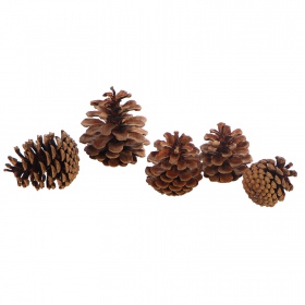 Tropical Forest - Black Pine Cone Mix 5 - szyszki sosny czarnej 5 sztuk