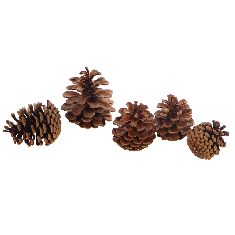 Tropical Forest - Black Pine Cone Mix 5 - szyszki sosny czarnej 5 sztuk