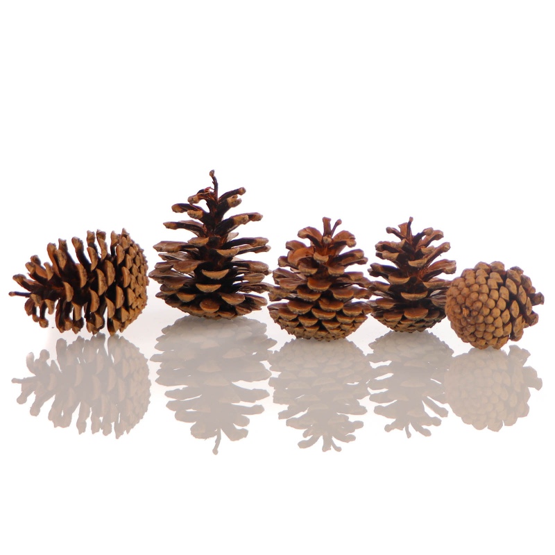 Tropical Forest - Black Pine Cone Mix 5 - szyszki sosny czarnej 5 sztuk