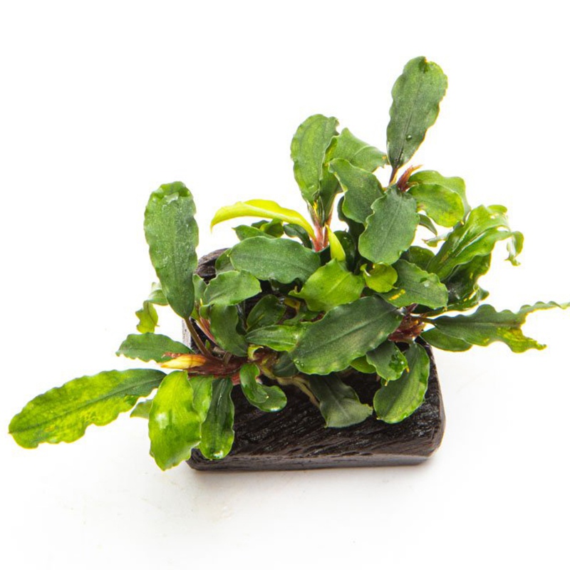 Bucephalandra Wavy Green em copo