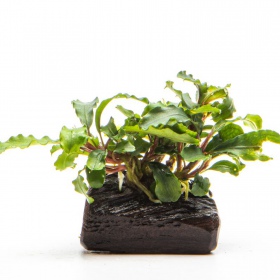 Bucephalandra Wavy Green em copo