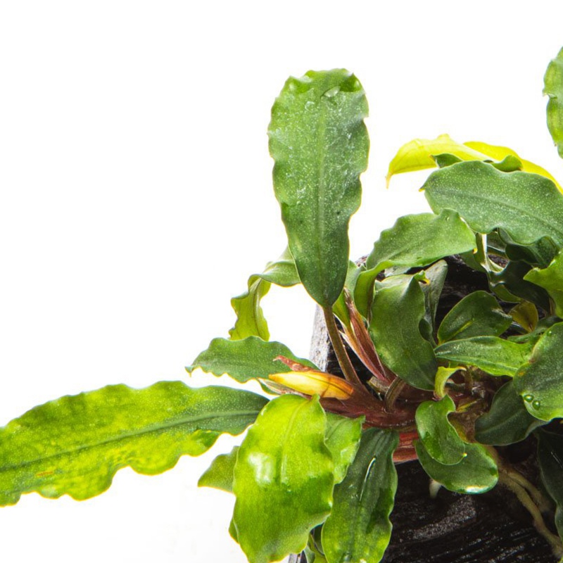 Bucephalandra Wavy Green em copo