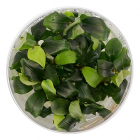 Bucephalandra Wavy Green em copo