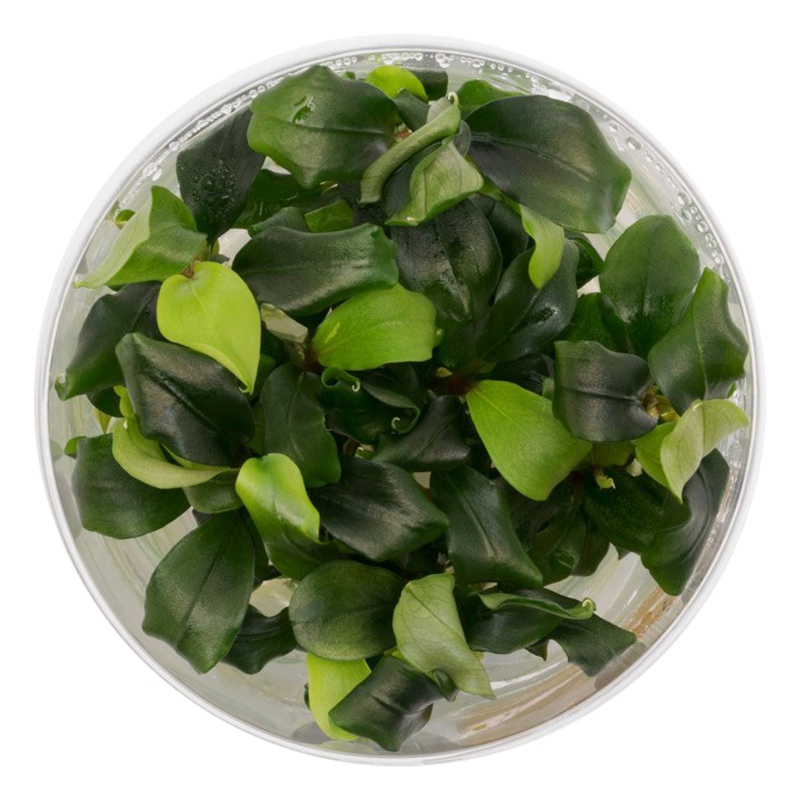 Bucephalandra 'Wavy Green' - Easy InVitro Plant