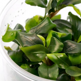 Bucephalandra Wavy Green in vaso