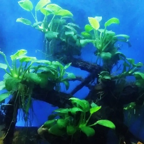 Anubias Heterophylla en vaso pequeño