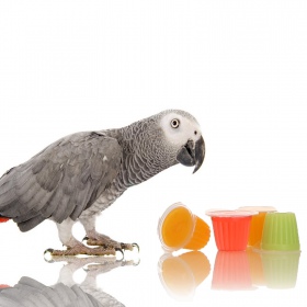 HappyPet Jelly Pots para aves - mistura de sabores