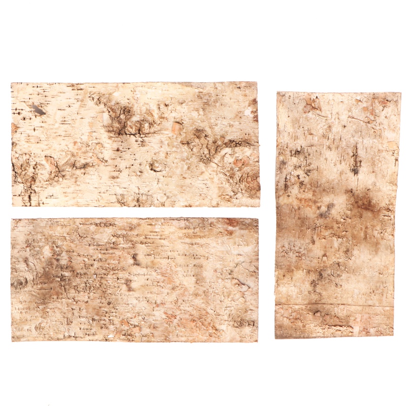 Terrario Birch Background - Bark Background