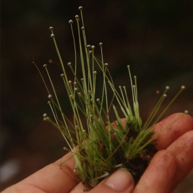 Eriocaulon Cinereum en pequeño vaso