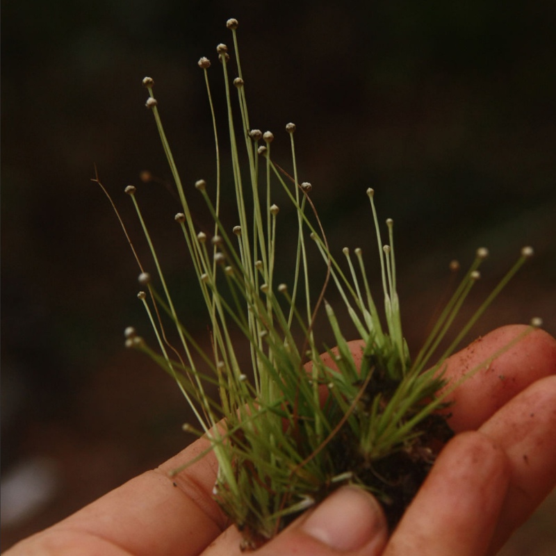 Eriocaulon Cinereum в малък кубче