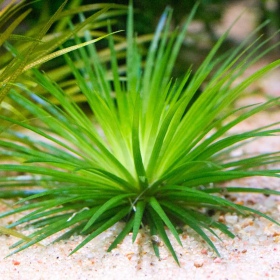 Eriocaulon Cinereum en pequeño vaso