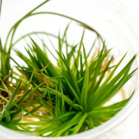 Eriocaulon Cinereum - InVitro | Eco Plant