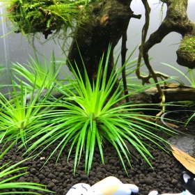 Eriocaulon Cinereum - Einzigartige Aquarienpflanze