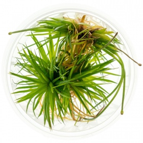 Eriocaulon Cinereum inVitro plant