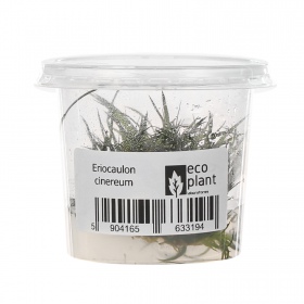 Eriocaulon Cinereum en pequeño vaso