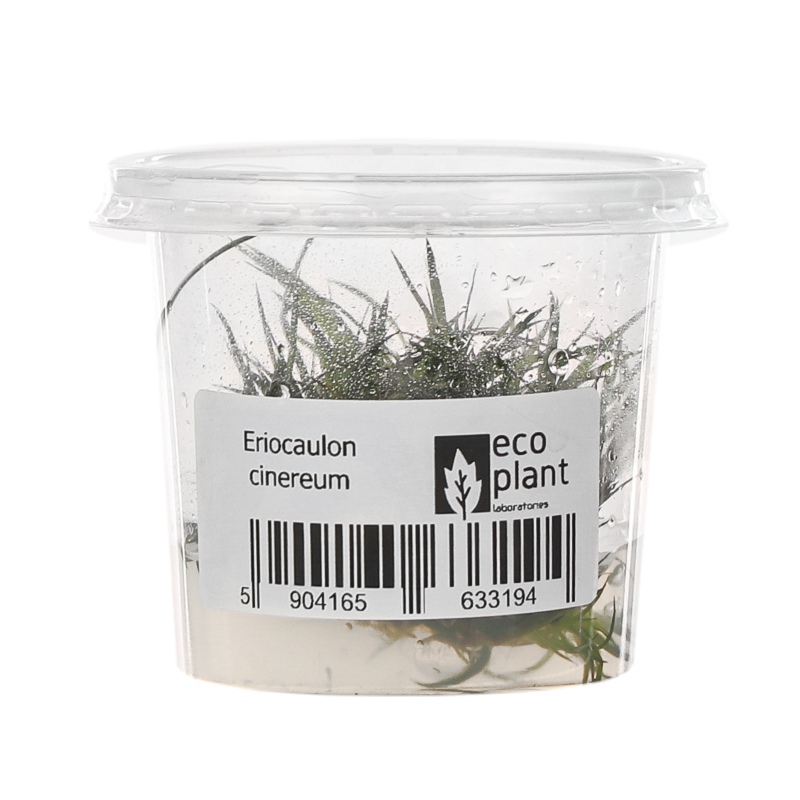 Eco Plant Eriocaulon Cinereum i liten kopp