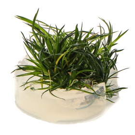 Eco Plant Eriocaulon Cinereum i liten kopp