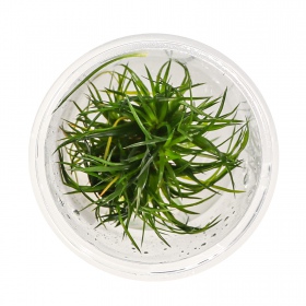 Eco Plant Eriocaulon Cinereum i liten kopp