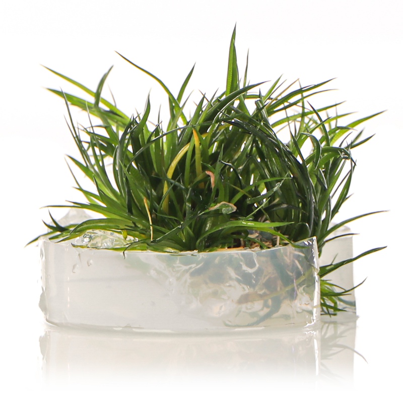 Eco Plant Eriocaulon Cinereum i liten kopp