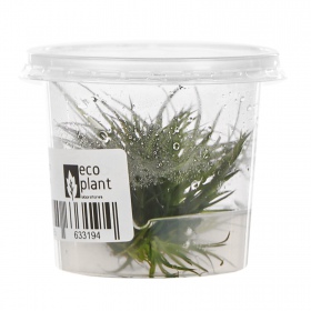 Eco Plant - Eriocaulon Cinereum - InVitro mały kubek