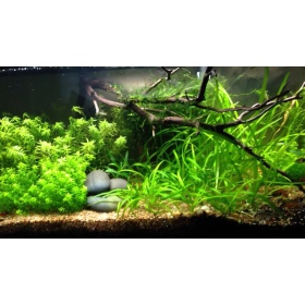 Flusskies 2-4mm 5kg für Aquaristik und Glasgarten