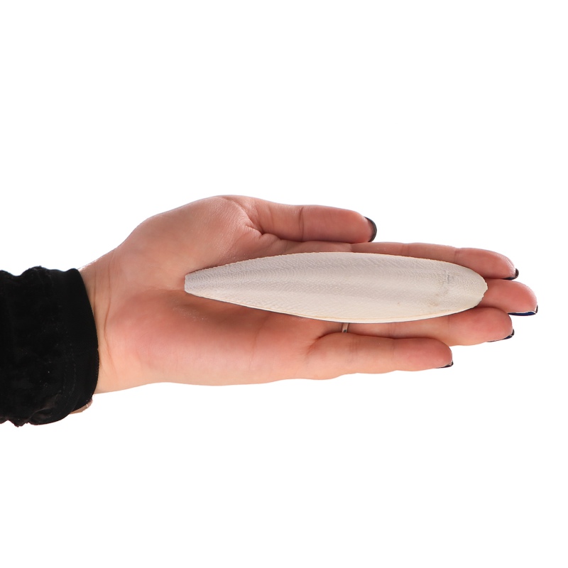 Cuttlebone di seppia naturale