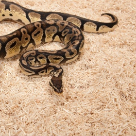 Zoomed Aspen Snake substratas