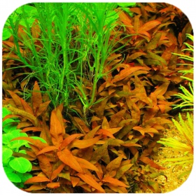 Eco Plant Easy Set 8+1 - Pflegeleichte Aquarienpflanzen